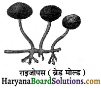 HBSE 8th Class Science Solutions Chapter 2 सूक्ष्मजीव मित्र एवं शत्रु -1