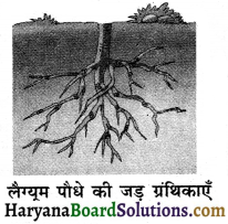 HBSE 8th Class Science Solutions Chapter 2 सूक्ष्मजीव मित्र एवं शत्रु -2