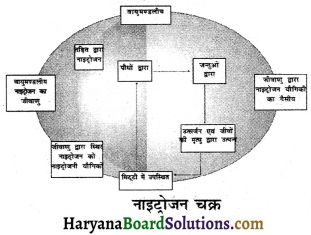 HBSE 8th Class Science Solutions Chapter 2 सूक्ष्मजीव मित्र एवं शत्रु -3