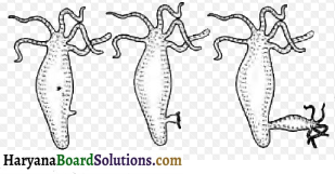 HBSE 8th Class Science Solutions Chapter 9 जंतुओं में जनन -1