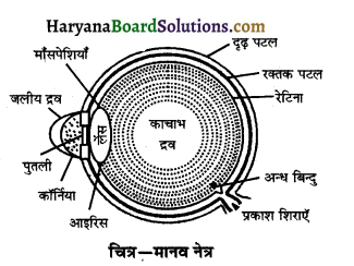 HBSE 10th Class Science Important Questions Chapter 11 मानव नेत्र एवं रंगबिरंगा संसार 2