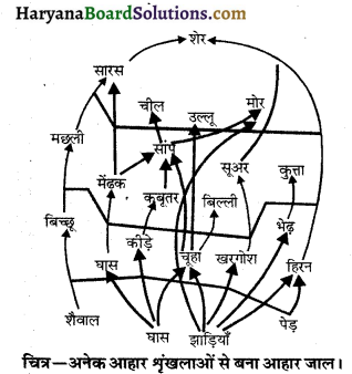 HBSE 10th Class Science Important Questions Chapter 15 हमारा पर्यावरण 8