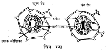 HBSE 10th Class Science Important Questions Chapter 6 जैव प्रक्रम 10