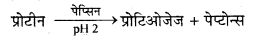 HBSE 10th Class Science Important Questions Chapter 6 जैव प्रक्रम 13