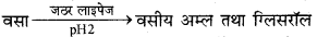 HBSE 10th Class Science Important Questions Chapter 6 जैव प्रक्रम 14