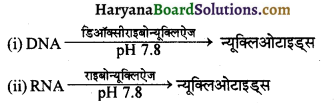 HBSE 10th Class Science Important Questions Chapter 6 जैव प्रक्रम 20