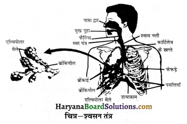 HBSE 10th Class Science Important Questions Chapter 6 जैव प्रक्रम 24
