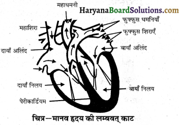 HBSE 10th Class Science Important Questions Chapter 6 जैव प्रक्रम 25
