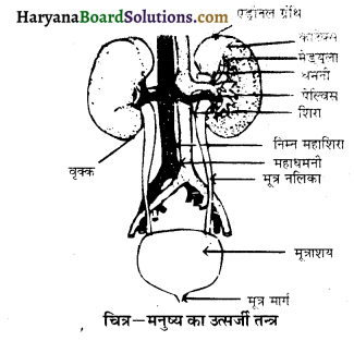 HBSE 10th Class Science Important Questions Chapter 6 जैव प्रक्रम 27