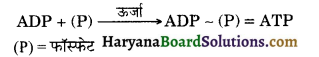 HBSE 10th Class Science Important Questions Chapter 6 जैव प्रक्रम 28