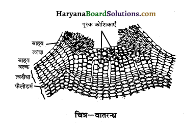 HBSE 10th Class Science Important Questions Chapter 6 जैव प्रक्रम 3