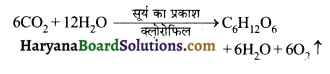 HBSE 10th Class Science Important Questions Chapter 6 जैव प्रक्रम 7