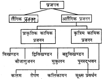 HBSE 10th Class Science Important Questions Chapter 8 जीव जनन कैसे करते है 1