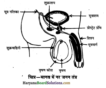 HBSE 10th Class Science Important Questions Chapter 8 जीव जनन कैसे करते है 13