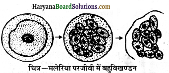 HBSE 10th Class Science Important Questions Chapter 8 जीव जनन कैसे करते है 4