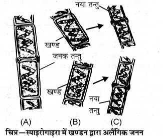 HBSE 10th Class Science Important Questions Chapter 8 जीव जनन कैसे करते है 5