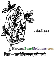 HBSE 10th Class Science Important Questions Chapter 8 जीव जनन कैसे करते है 7