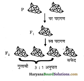 HBSE 10th Class Science Important Questions Chapter 9 अनुवांशिकता एवं जैव विकास 1