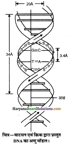 HBSE 10th Class Science Important Questions Chapter 9 अनुवांशिकता एवं जैव विकास 6