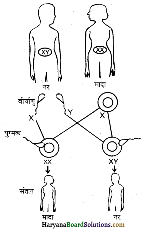 HBSE 10th Class Science Important Questions Chapter 9 अनुवांशिकता एवं जैव विकास 7