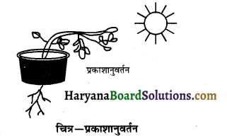 HBSE 10th Class Science Solutions Chapter 7 नियंत्रण एवं समन्वय 2