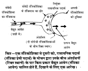 HBSE 10th Class Science Solutions Chapter 7 नियंत्रण एवं समन्वय 5