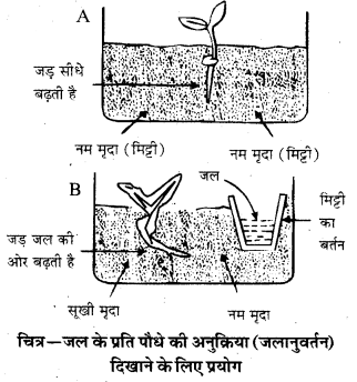 HBSE 10th Class Science Solutions Chapter 7 नियंत्रण एवं समन्वय 7
