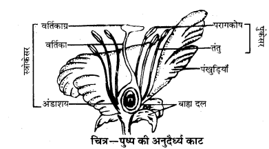 HBSE 10th Class Science Solutions Chapter 8 जीव जनन कैसे करते है 1