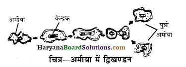 HBSE 10th Class Science Solutions Chapter 8 जीव जनन कैसे करते है 2
