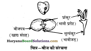 HBSE 10th Class Science Solutions Chapter 8 जीव जनन कैसे करते है 3