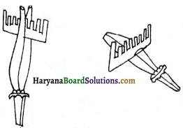HBSE 6th Class Science Solutions Chapter 7 पौधों को जानिए -12