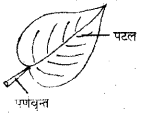 HBSE 6th Class Science Solutions Chapter 7 पौधों को जानिए -3