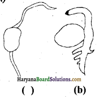 HBSE 6th Class Science Solutions Chapter 7 पौधों को जानिए -4