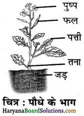 HBSE 6th Class Science Solutions Chapter 7 पौधों को जानिए -5