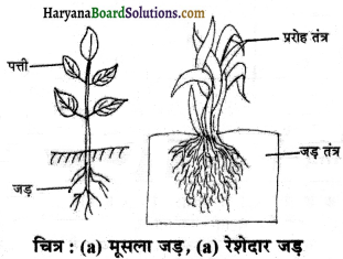 HBSE 6th Class Science Solutions Chapter 7 पौधों को जानिए -9