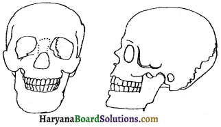 HBSE 6th Class Science Solutions Chapter 8 शरीर में गति -11