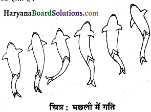 HBSE 6th Class Science Solutions Chapter 8 शरीर में गति -4.1