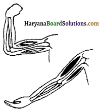 HBSE 6th Class Science Solutions Chapter 8 शरीर में गति -4