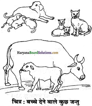 HBSE 6th Class Science Solutions Chapter 9 सजीव विशेषताएँ एवं आवास -4