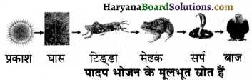 HBSE 7th Class Science Solutions Chapter 1 पादपों में पोषण -2