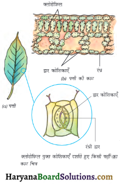 HBSE 7th Class Science Solutions Chapter 1 पादपों में पोषण -6