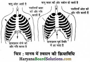 HBSE 7th Class Science Solutions Chapter 10 जीवों में श्वसन -10