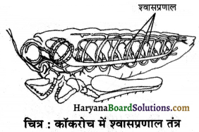 HBSE 7th Class Science Solutions Chapter 10 जीवों में श्वसन -5
