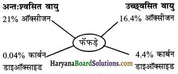 HBSE 7th Class Science Solutions Chapter 10 जीवों में श्वसन -6