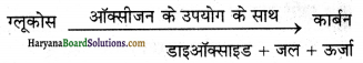 HBSE 7th Class Science Solutions Chapter 10 जीवों में श्वसन -7