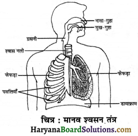 HBSE 7th Class Science Solutions Chapter 10 जीवों में श्वसन -9