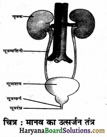 HBSE 7th Class Science Solutions Chapter 11 जंतुओं और पादप में परिवहन -1