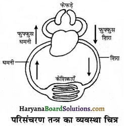 HBSE 7th Class Science Solutions Chapter 11 जंतुओं और पादप में परिवहन -2