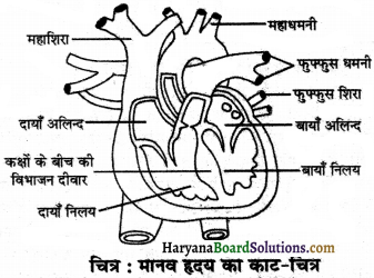 HBSE 7th Class Science Solutions Chapter 11 जंतुओं और पादप में परिवहन -4