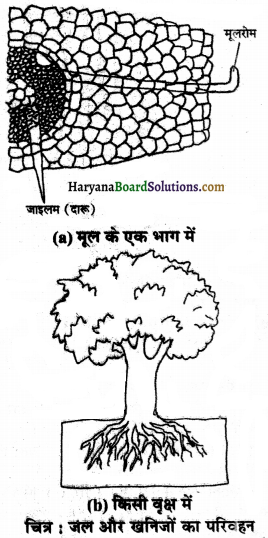 HBSE 7th Class Science Solutions Chapter 11 जंतुओं और पादप में परिवहन -5